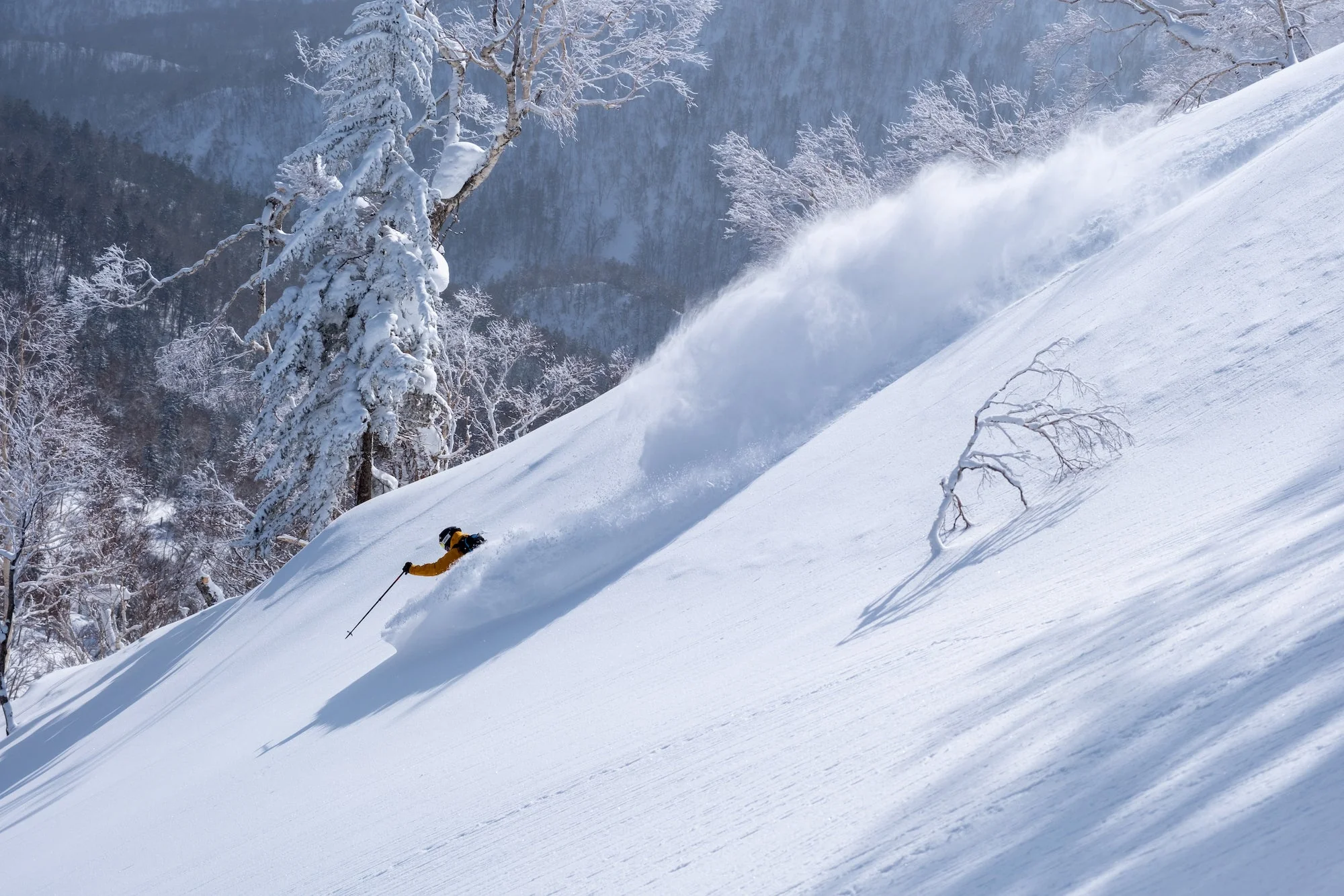 International Skiing & Splitboarding